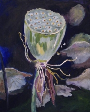 Lotus Seed Pod