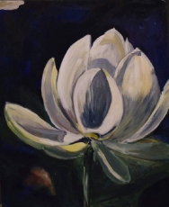 Lotus Flower